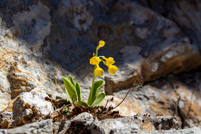 Close-up of yellow flower on rock