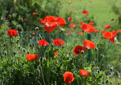 Close-up of red poppy flowers in field