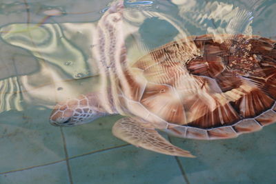 Close-up of fish swimming in sea