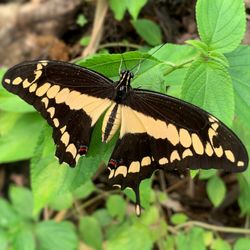 Butterfly on leaf