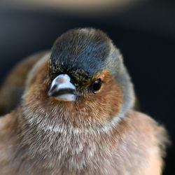 Close-up of bird