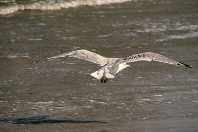 Gray heron flying over lake