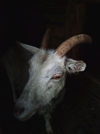 Close-up portrait of a goat