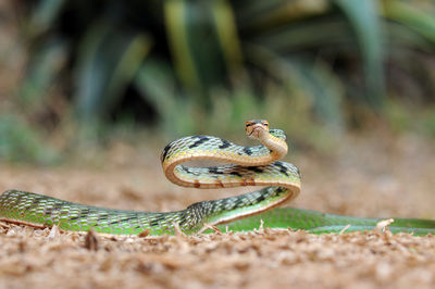 Close-up of snake on field