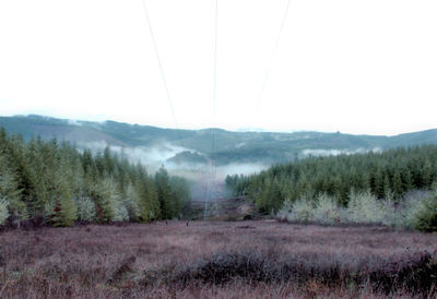 Scenic view of pine trees on field against sky