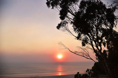 Silhouette tree by sea against sky during sunset