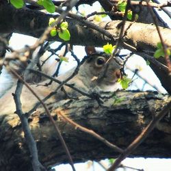 Low angle view of birds on branch