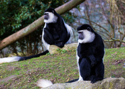 Close-up of black monkey on tree