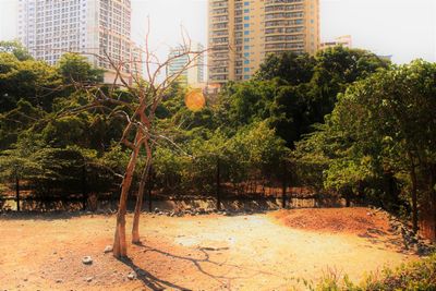Trees in city
