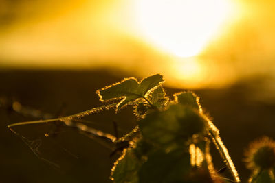 Close-up of plant during sunset