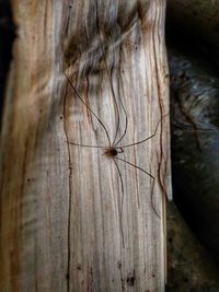 Close-up of tree trunk