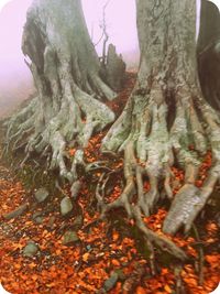 Close-up of tree trunk in forest