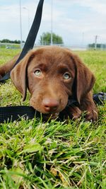 Close-up portrait of puppy