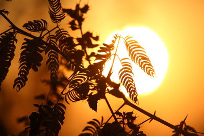 Low angle view of silhouette palm trees against sky during sunset