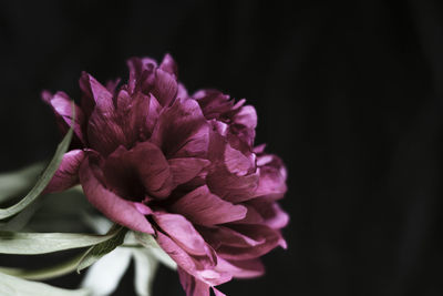 Close-up of pink peony flower against black background