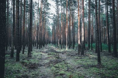 Trees in forest