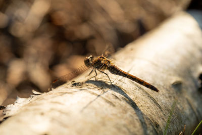 Close-up of insect on wood