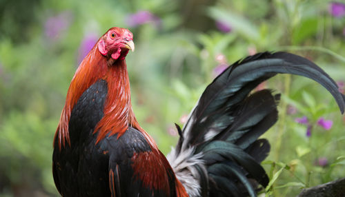 Close-up of bird perching outdoors