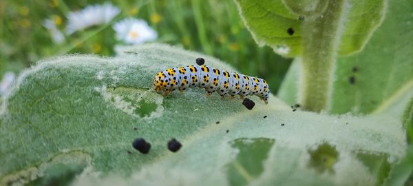 Close-up of insect on leaf