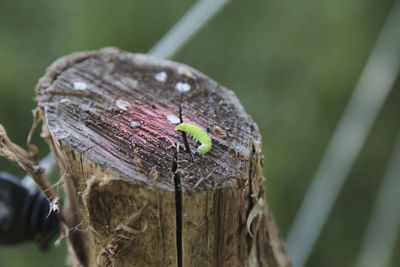 2012 - caterpillar on a wooden post