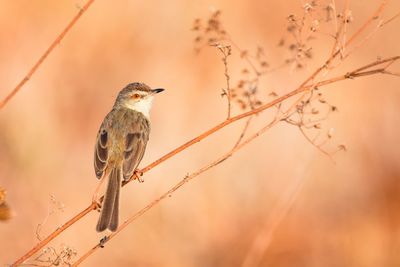 Close-up of bird perching on branch