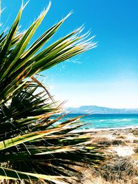 Palm tree by sea against clear blue sky