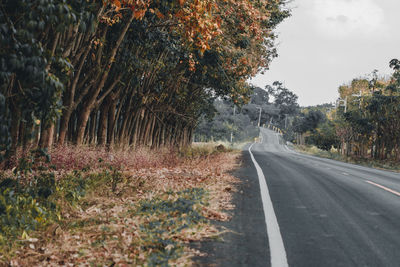 Tree road heading