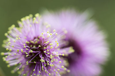 Close-up of flowers in bloom