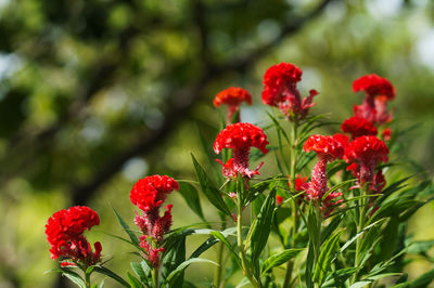 Close-up of red flowering plants