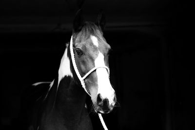 Portrait of horse against black background