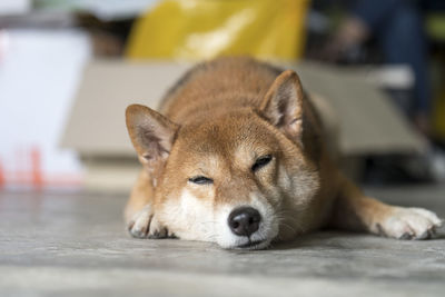 Close-up portrait of a dog