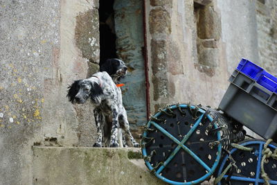 Dogs in abandoned building