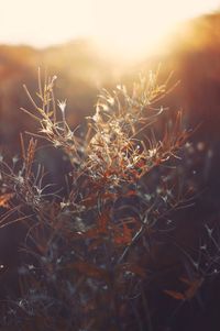 Close-up of dry plants on field against sky