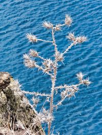 Close-up of frozen plants against sea