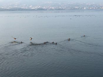 Birds swimming in sea