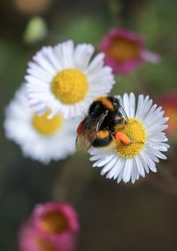 Close-up of bee pollinating on flower