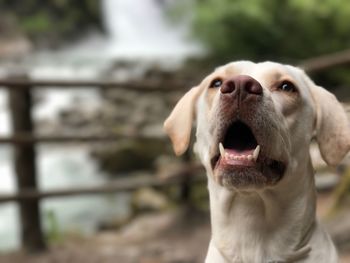 Close-up of dog