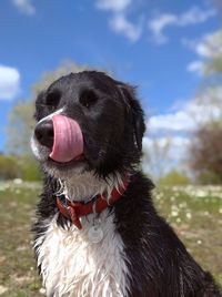 Close-up of dog looking away