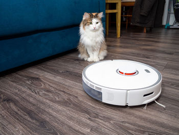 A white vacuum cleaner robot and a fluffy cat on a laminated wooden floor. 