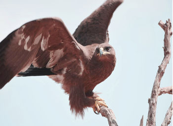 Low angle view of owl perching on tree against sky