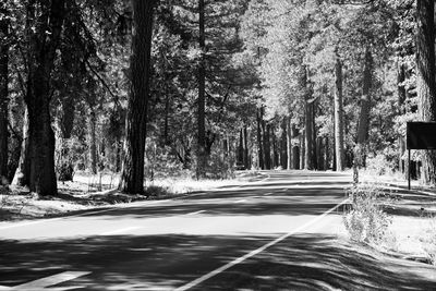 Empty road along trees