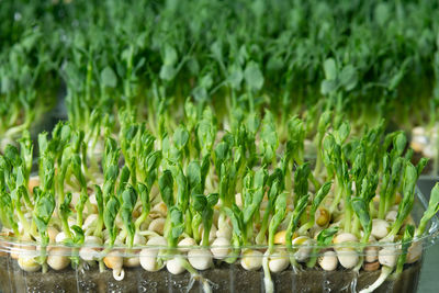 Juicy young shoots of micro-greenery close-up. growing seeds in a greenhouse. 