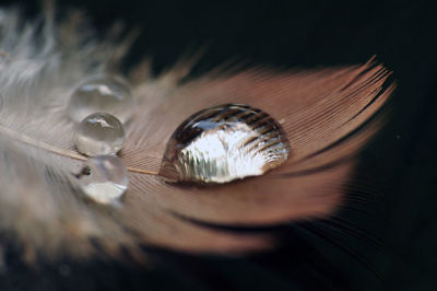 Close-up of water drops 