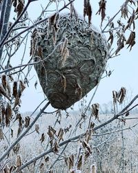 Low angle view of frozen bare tree against sky