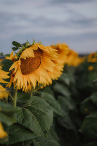 Close-up of yellow flower against scenic sky