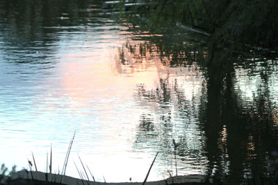 Scenic view of lake in forest