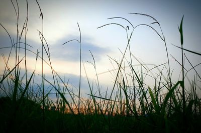 Close-up of plants growing on field