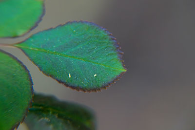 High angle view of fresh green leaf