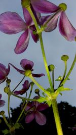 Close-up of pink flowering plant