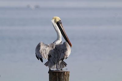 Bird perching on wooden post